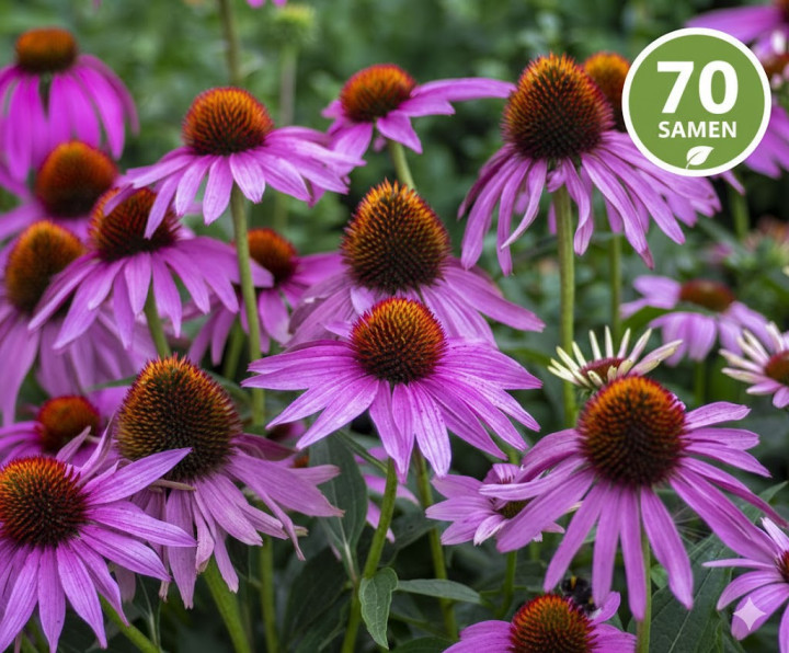 Rudbekia Jeżówka Purpurowa Echinacea Purpurea 70 nasion